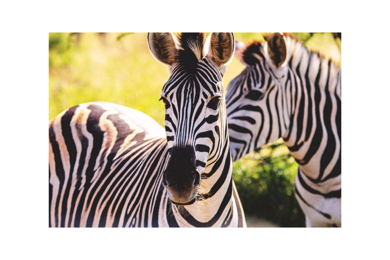 Zebras Animals Zebra Canvas Art Wall Picture Or Gloss Print